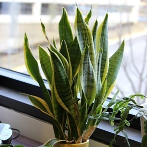 Snake plant imported