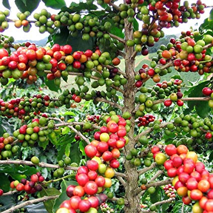 Coffee Plant NaNa seeds