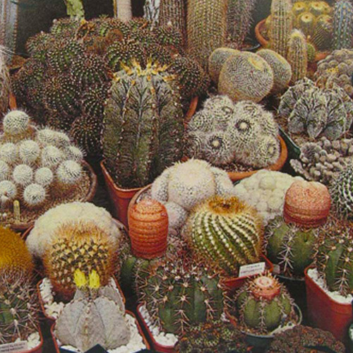 Cactus Seeds (Mixed)