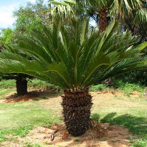 Kangi Palm (Sago Palm)