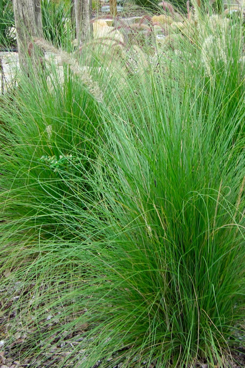 Green  Pennisetum Grass ( 5 pots per order)