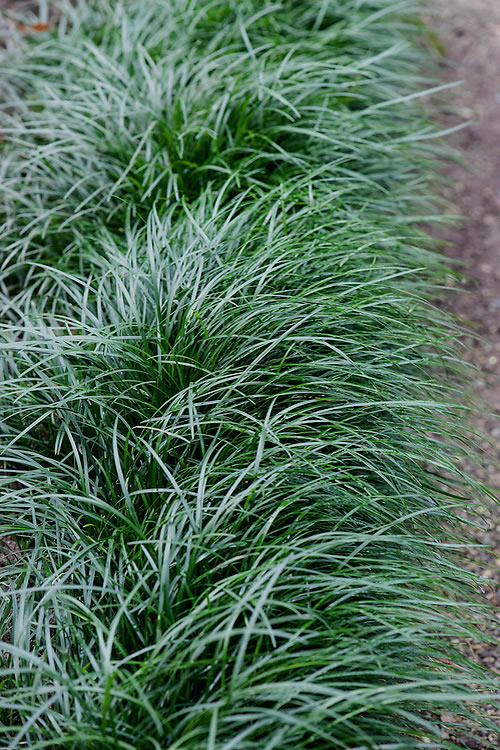 Mondo grass (China grass)