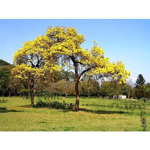 Amalta Tree (Baby)