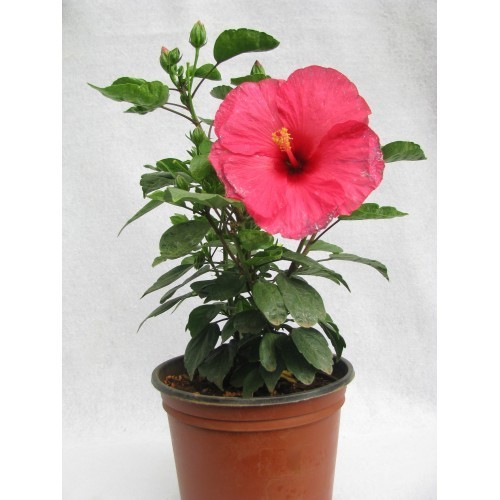 Hibiscus (Rose mallow) local red flower