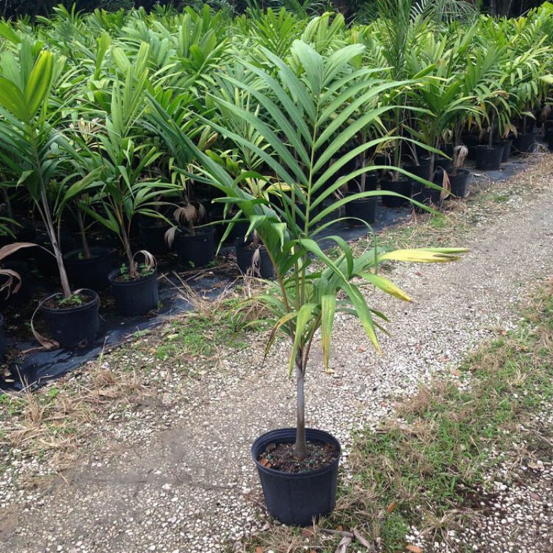 Malaysian Palm