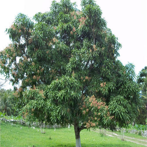 Mango Tree (Baby)