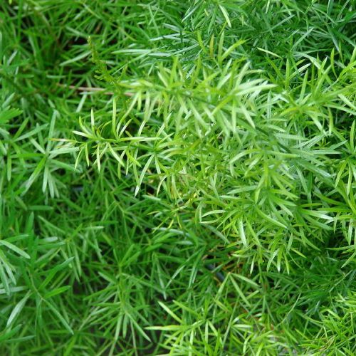 Asparagus Grass