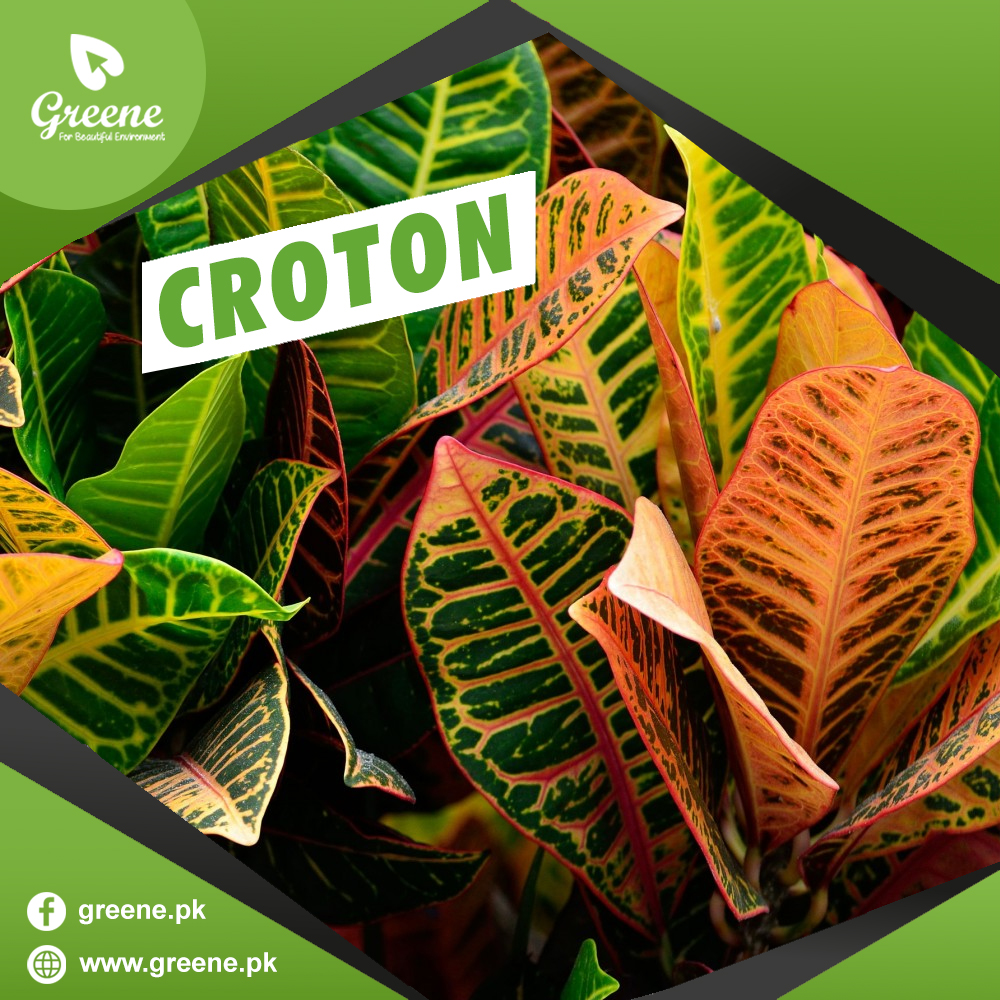Croton