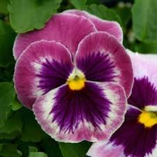 Pansy (Rosalyn) seeds