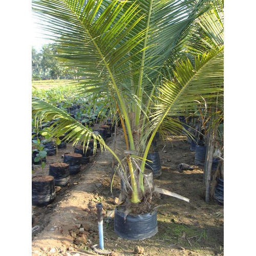 coconut palm   6 ft- 7 ft